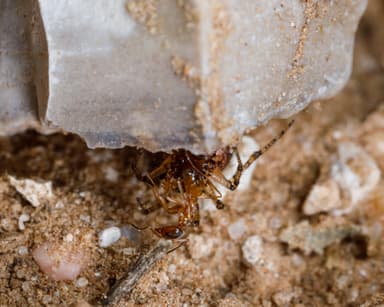 Dorymyrmex insanus photo 36