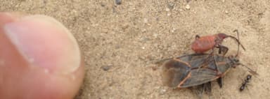 Dorymyrmex insanus photo 37
