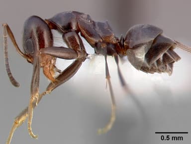 Dorymyrmex insanus — queen photo 1