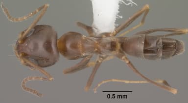 Dorymyrmex insanus — queen photo 3