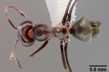 Dorymyrmex insanus — queen photo 4