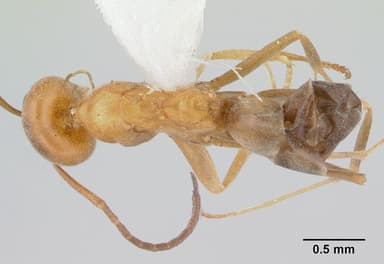 Dorymyrmex insanus — queen photo 5