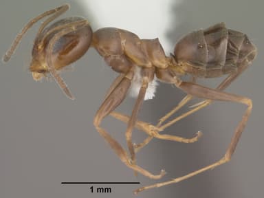 Dorymyrmex insanus — queen photo 7