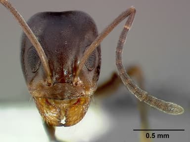 Dorymyrmex insanus — queen photo 8