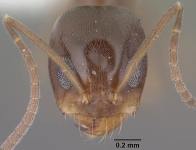 Dorymyrmex insanus — queen photo 9