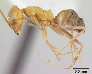 Dorymyrmex insanus — queen photo 10