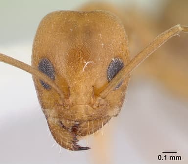 Dorymyrmex insanus — queen photo 11