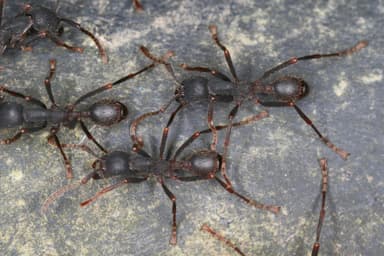 Eciton burchellii photo 1