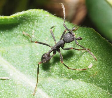 Eciton burchellii photo 3