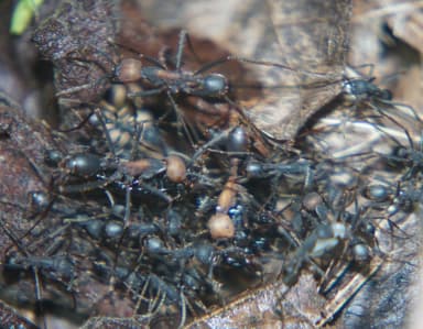 Eciton burchellii photo 18
