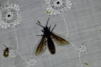 Eciton burchellii photo 27