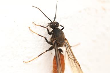 Eciton burchellii photo 41
