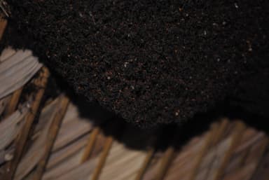 Eciton burchellii photo 49