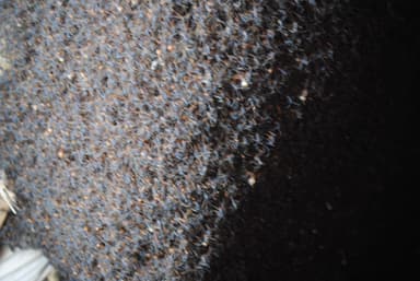 Eciton burchellii photo 50