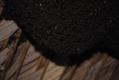 Eciton burchellii photo 51