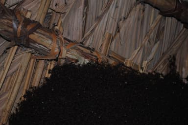 Eciton burchellii photo 53