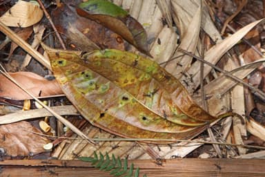 Eciton burchellii photo 58
