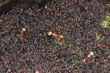 Eciton burchellii photo 61