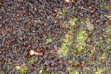 Eciton burchellii photo 62