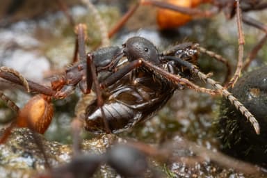 Eciton burchellii photo 82