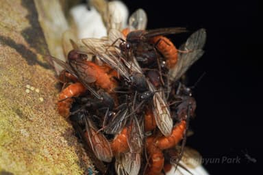 Eciton burchellii photo 100