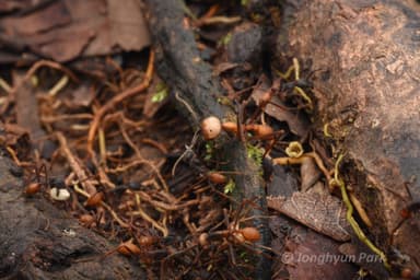 Eciton burchellii photo 114