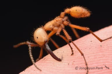 Eciton hamatum photo 6