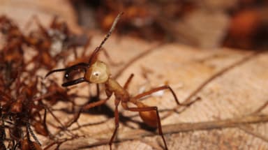Eciton hamatum photo 8