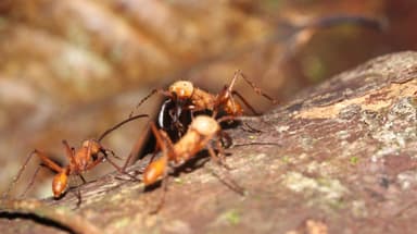 Eciton hamatum photo 10