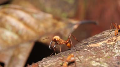 Eciton hamatum photo 11