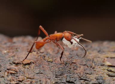 Eciton hamatum photo 16