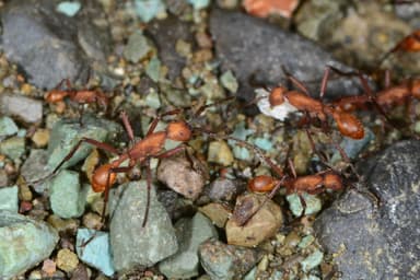 Eciton hamatum photo 39