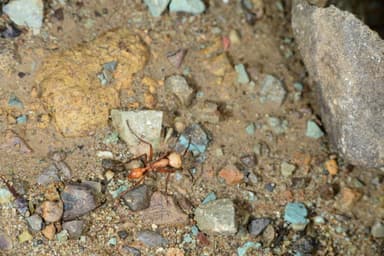 Eciton hamatum photo 40