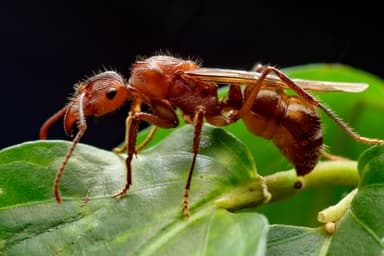 Ectatomma tuberculatum photo 2