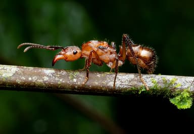 Ectatomma tuberculatum photo 3