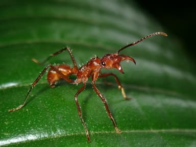Ectatomma tuberculatum photo 4