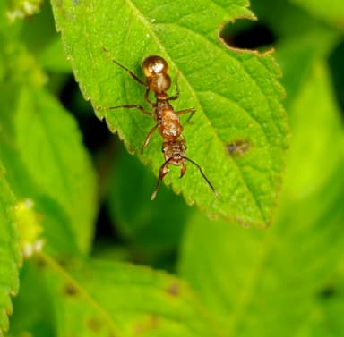 Ectatomma tuberculatum photo 5