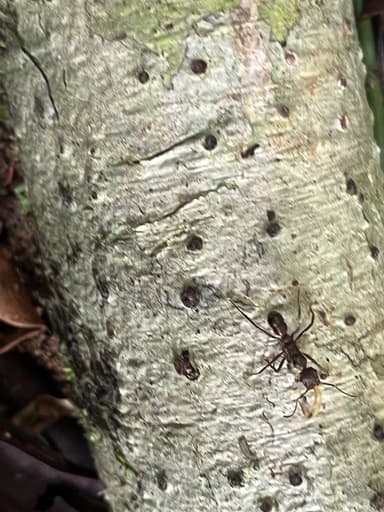 Ectatomma tuberculatum photo 17