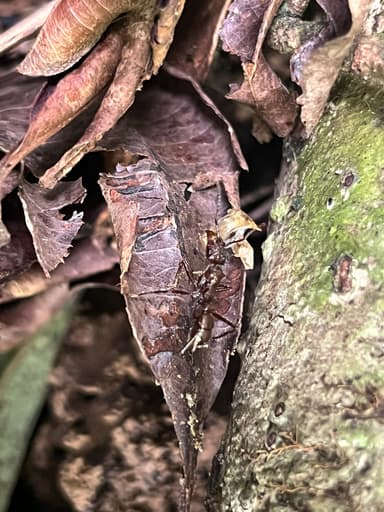 Ectatomma tuberculatum photo 19