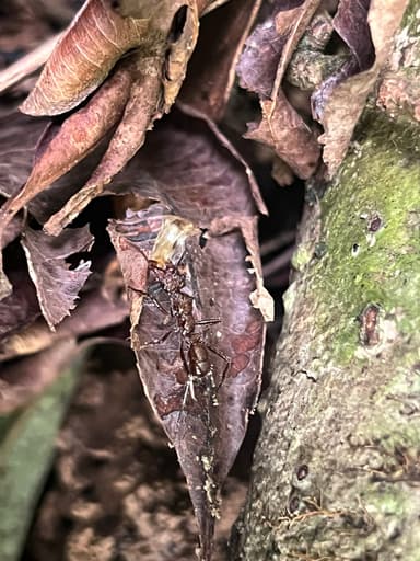 Ectatomma tuberculatum photo 20