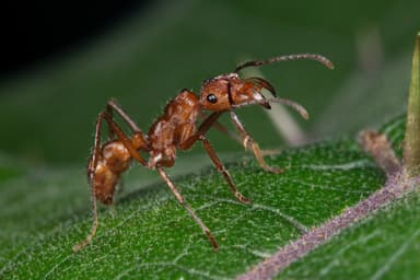 Ectatomma tuberculatum photo 21