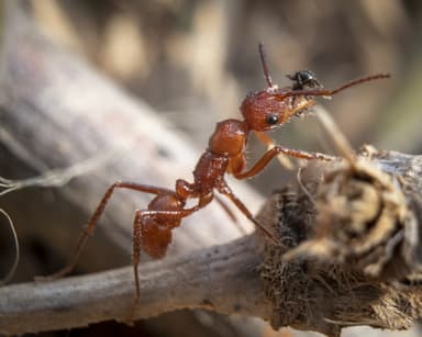 Ectatomma tuberculatum photo 23