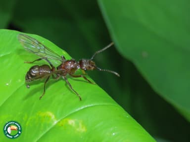 Ectatomma tuberculatum — queen photo 24
