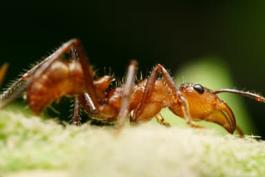 Ectatomma tuberculatum photo 25