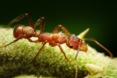 Ectatomma tuberculatum photo 27