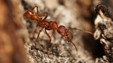 Ectatomma tuberculatum photo 29
