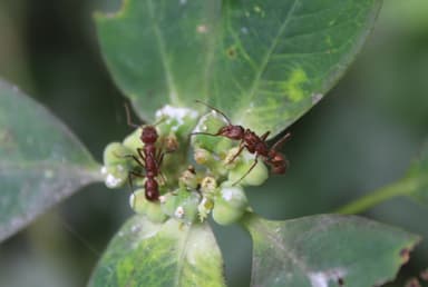 Ectatomma tuberculatum photo 31