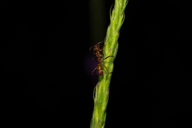 Ectatomma tuberculatum photo 32