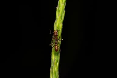 Ectatomma tuberculatum photo 33
