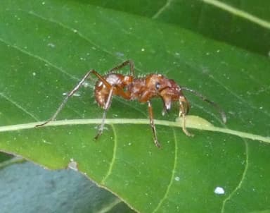 Ectatomma tuberculatum photo 34
